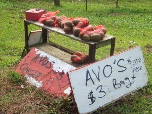 Avocado stall %narticles Foodbuzz 24x24: Food Trail Adventure Sunshine Coast, Queensland, Australia