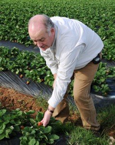 Geoff picking strawberries %narticles Foodbuzz 24x24: Food Trail Adventure Sunshine Coast, Queensland, Australia