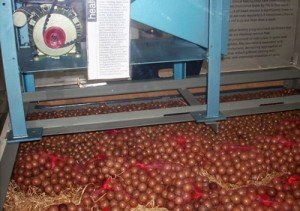 Macadamias %narticles Foodbuzz 24x24: Food Trail Adventure Sunshine Coast, Queensland, Australia