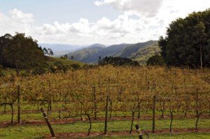 grape vines %narticles Foodbuzz 24x24: Food Trail Adventure Sunshine Coast, Queensland, Australia