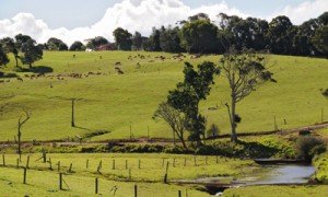 pasture %narticles Foodbuzz 24x24: Food Trail Adventure Sunshine Coast, Queensland, Australia