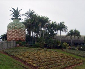 pineapple %narticles Foodbuzz 24x24: Food Trail Adventure Sunshine Coast, Queensland, Australia