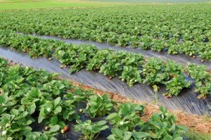 strawberry farm %narticles Foodbuzz 24x24: Food Trail Adventure Sunshine Coast, Queensland, Australia