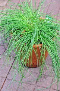 chives will grow happily in a pot